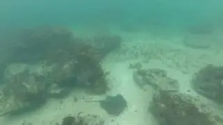 Snorkeling with stingray :)