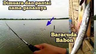 Mancing di muara dan pantai marina || Strike baracuda babon || Spot mancing semarang