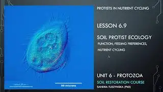 Lesson 6.9 - Soil protist ecology and nutrient cycling