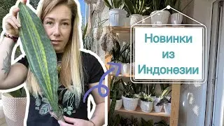 Новые сансевиерии  - обзор самой большой поставки.