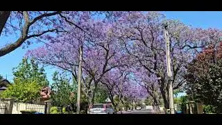 So Beautiful 💜 Full Bloom Jacaranda Trees | Adelaide 2024