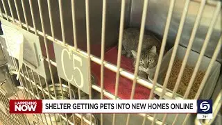 Weber County Animal Shelter eases overcrowding with online pet adoptions