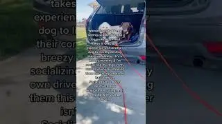 Do THIS *instead* of Dog Parks!!