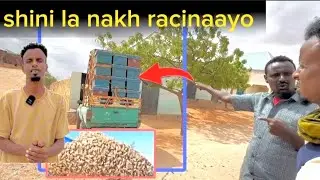 Safar kaygi lugtahaa waxaan ku arkay arin layaab leh (mareerguur )