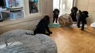 Welpenspiel fang oder finde das Leckerlie whuhu   #pudel #welpen #hund #hundeblog #