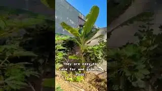 This is how fast banana plants grow!