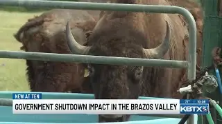 Bryan rancher says government shutdown could delay progress on bison vaccine