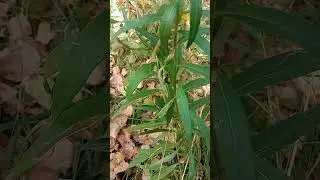 find two ants, find ants #16, relax time, relax your mind, video just for fun, just try find 2 ants