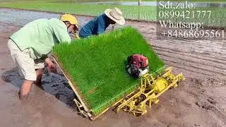 Máy cấy lúa động cơ xăng sử dụng khay tiếp mạ siêu to/ Máy cấy lúa tự động 6 hàng
