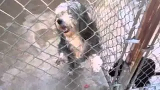 Shaggy old 14yr senior dog, blind and owner surrender dies