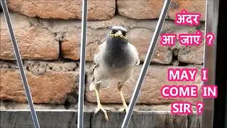 MYNAH BIRD TALKING MYNAH,COMMON MYNA BIRD WATCHING JAMMU KASHMIR #mynah #birdwatching #birding