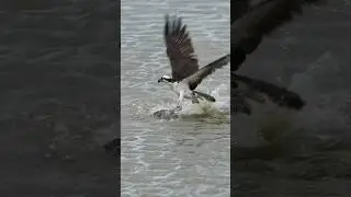 Osprey with a massive catch 🐟 !! Canon R1 + RF 100-500 #wildlife #birds #fishing