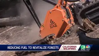 New bots help improve the health of Tahoe forests