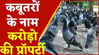 Crorepati Kabootar | Rajasthan के कबूतर बने Crorepati | Jasnagar | Millionaire pigeons  | Urdu News