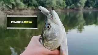 Perget&eacute;s a Tisz&aacute;n - Topwater #1