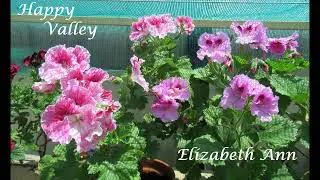 Cats & Pellies song