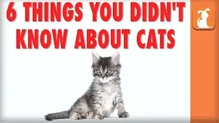 6 Things You Didn't Know About Cats - Kitten Love