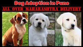 📌 Dog Adoption in Pune 🐕&zwj;🦺 All Over Maharashtra Delivery ✅