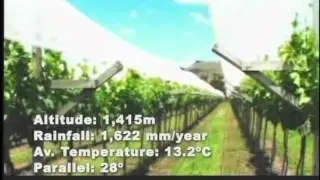 Wines of Brasil