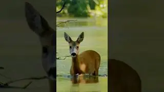 ROE DEER flood #shorts #nature #wildlife #wild #wildanimals #animals