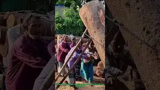 Traditional Logging Teamwork: Manual Wood Sawing by Multiple Workers
