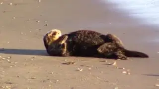 moss landing wildlife area 11 16 2016 5