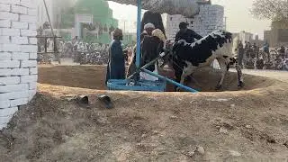 Bullock Cart Race Around a Well