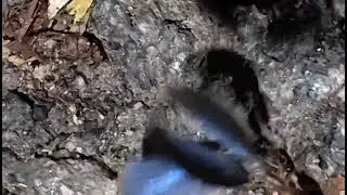 An Ant Can Lift Weight Ten Times More Than Its Own Weight