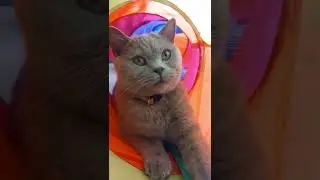 Playful Cat In A Tunnel | Raffy Cat TV | #shorts