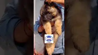 What a Dog. German Shepherd in Long Coat. Show Quality. Gurgaon. 9354705896. Not Cheap. #gsd #shorts
