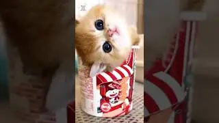 The Best Cure For A Bad Day. ❤️&zwj;🩹🌻❤️ #shorts #kitten #cute