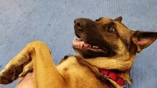 9/24/2018 - Sable loves belly rubs
