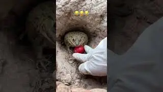 sapo pulando #memes #humor #engra&ccedil;ado