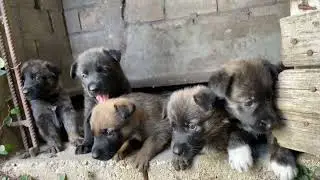 Czech Shepherd X Dutch Shepherd Puppies *Absolutely Adorable*