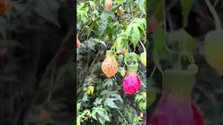 Abutilon pictum ! Chinese lantern perennial flower plant ! callianthe picta ! Red vein Indian mallow