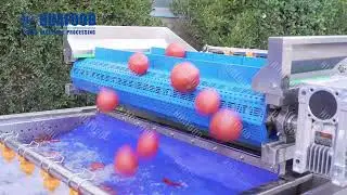 Food Machinery Spotlight: Tomato Washing Line Features & Working Demo