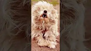 Muddy Puppy Adventures - #youtubeshorts #funny #youtube #Comedy #Funny #Jokes #Humor #Comedy #LOL