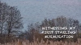 PHOTOGRAPHING the STARLING MURMURATION for the FIRST TIME at RSPB HAM WALL