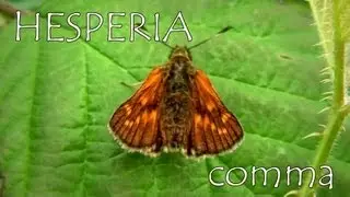 Hesperia comma