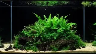 35. Aranżacja na podłożu aktywnym, bez CO2 | Dzień 40 | Parametry wody | Część 3/5 | 74L