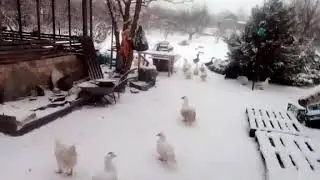 ЗИМНЯЯ СКАЗКА 🌨️❄️🌨️⛷️🎅⛄🎄 Прям Сегодня 😀👍 Класс 👍 С Самого Утра Снежок