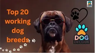 Top 20 WORKING DOGS Breeds in the World - Dog Decode