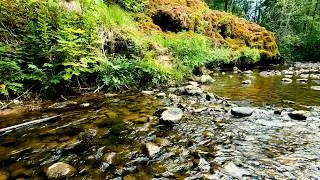 Musique relax, Chant des oiseaux, Bruit de l'eau de rivi&egrave;re qui coule, M&eacute;ditation Relaxation, Dormir