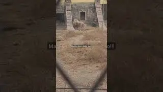 Massive lion in Kabul zoo #shorts