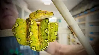 Что мы представим на выставке Reptile Super Show | Анонс выставки