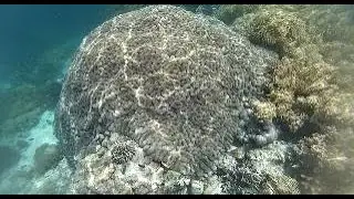 🪸Citrus Ridge Reef🤿-West Papua-Raja Ampat-Indonesia (Nov.2024)#snorkelingindonesia
