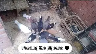 pigeon breakfast