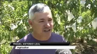 EMPIEZA EL EMBOLSADO DEL MELOCOTÓN DE CALANDA