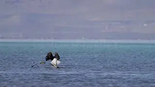 Stock Video - Bald Eagle trying to land on a stick that won't hold its weight