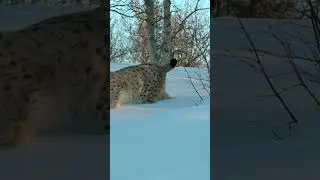European big cats|European wildlife #nature #habitat